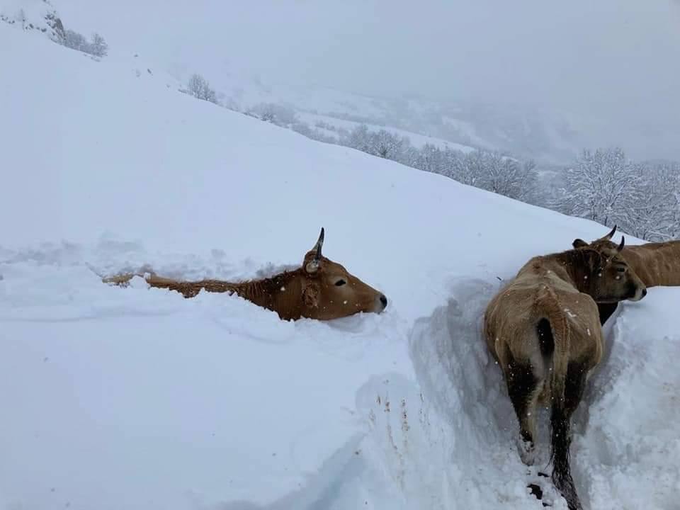 Asturias se tiñe de blanco